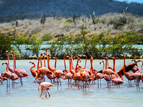 Curacao Sightseeing Tour Reviews