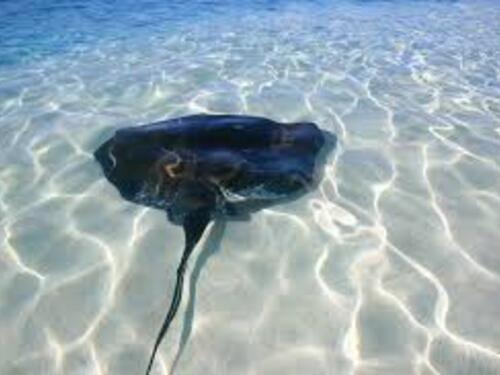 Grand Turk Amazing Wall Excursion Reviews