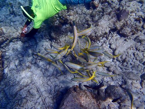 Grand Turk Coral Reef Excursion Tickets